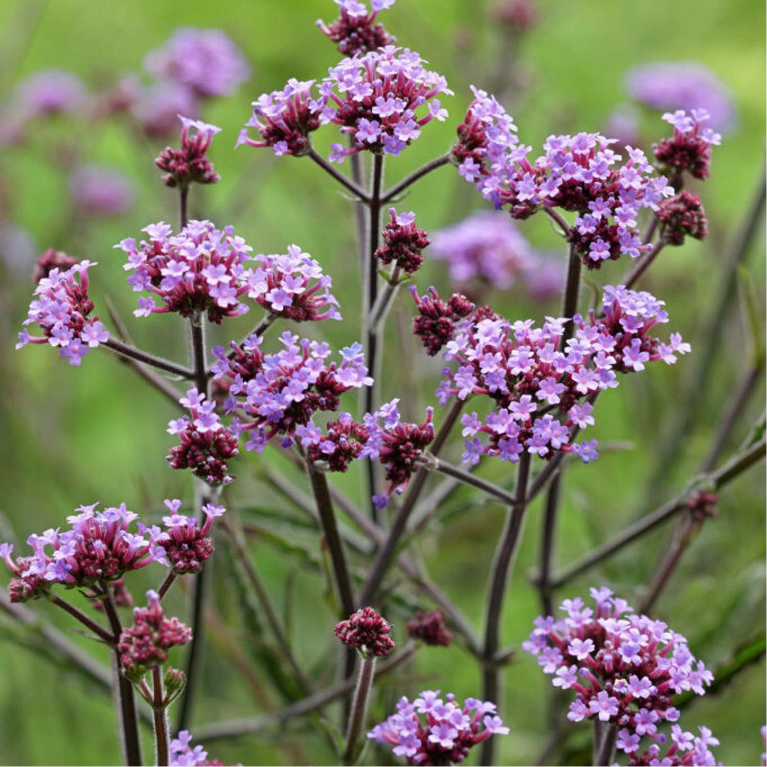 Jättiverbena 'Lollipop' (Verbena bonariensis)